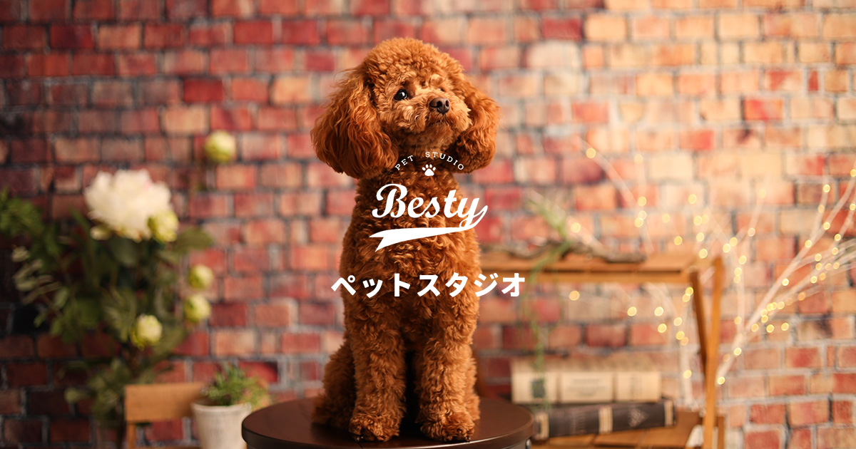 茨城県水戸市｜ペット専門フォトスタジオ｜Besty